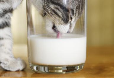 katz