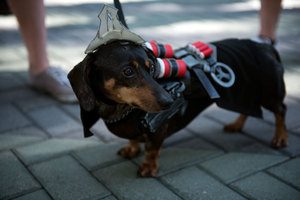 Blizzcon 2016 117 pics